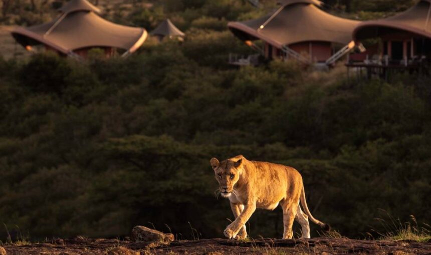 Observation des oiseaux au Kenya : Un paradis pour les amoureux des oiseaux