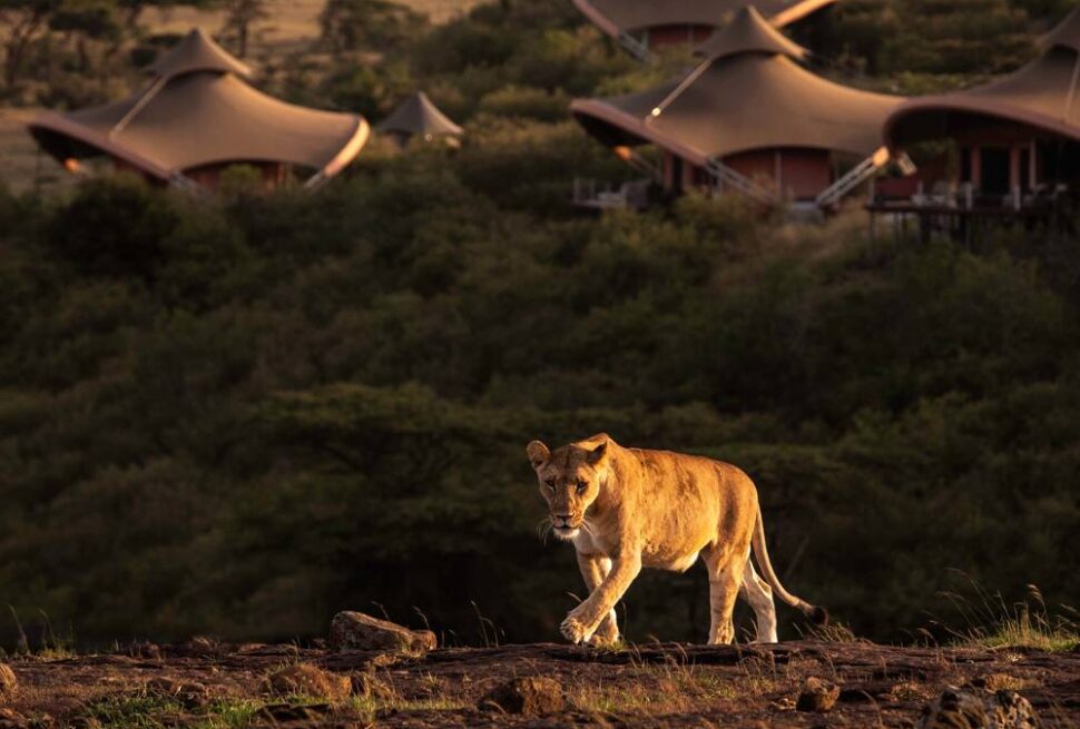 Observation des oiseaux au Kenya : Un paradis pour les amoureux des oiseaux