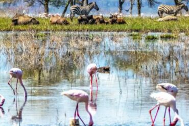 Pourquoi le Kenya Devrait Être Votre Prochaine Destination Safari en 2025