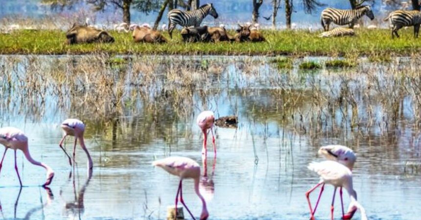 Pourquoi le Kenya Devrait Être Votre Prochaine Destination Safari en 2025 | Guide Safari Ultime