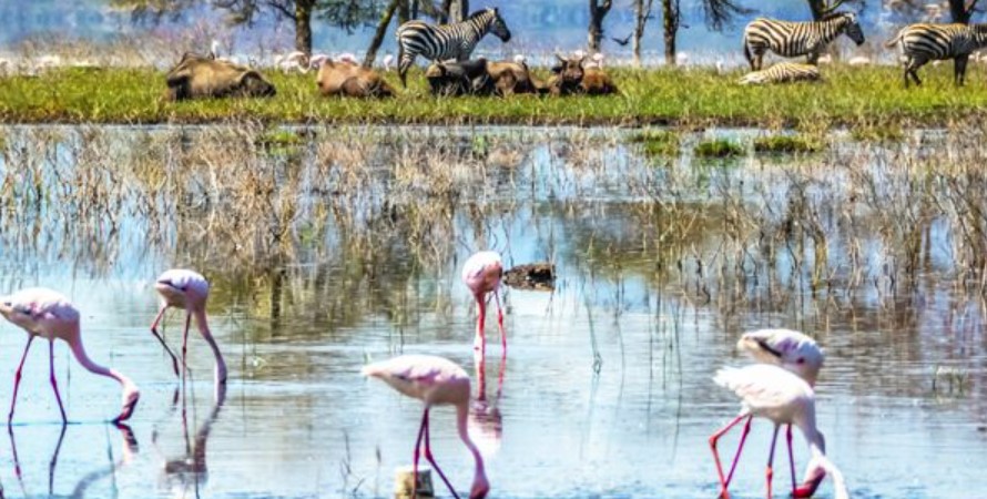 Pourquoi le Kenya Devrait Être Votre Prochaine Destination Safari en 2025
