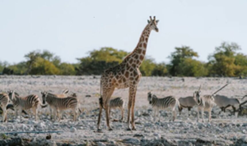 Noël en Safari 2025 : Une Expérience Magique en Pleine Nature Sauvage