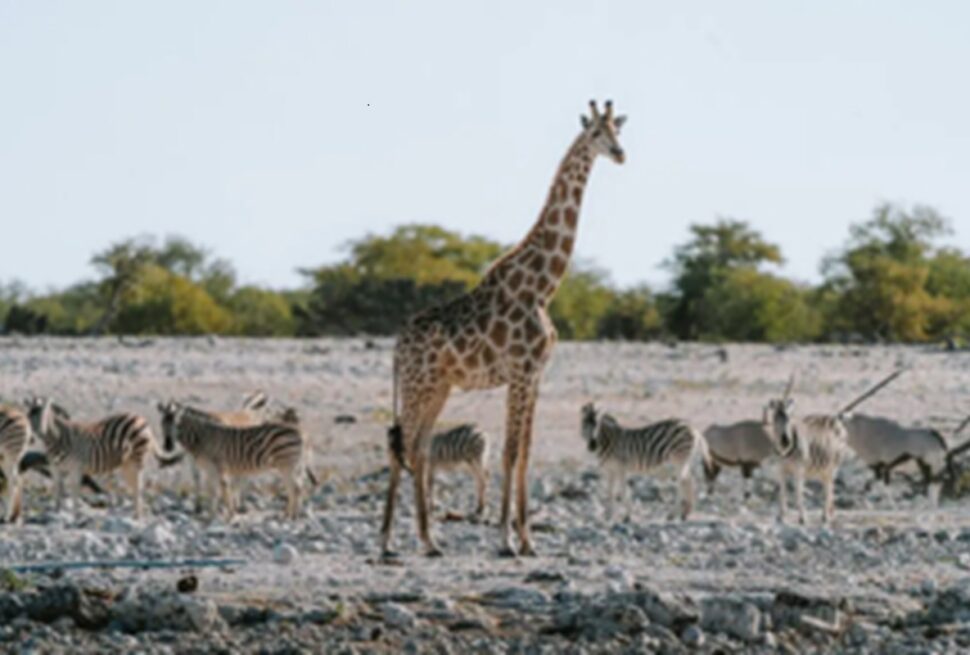 Noël en Safari 2025 : Une Expérience Magique en Pleine Nature Sauvage