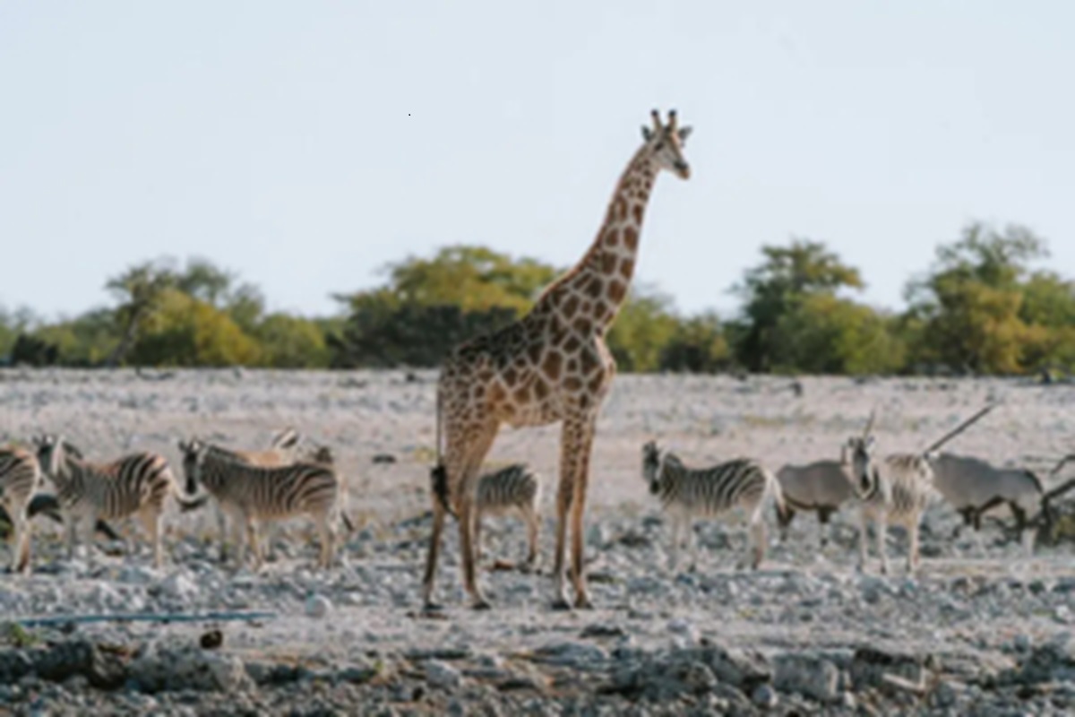 Noël en Safari 2025 : Une Expérience Magique en Pleine Nature Sauvage