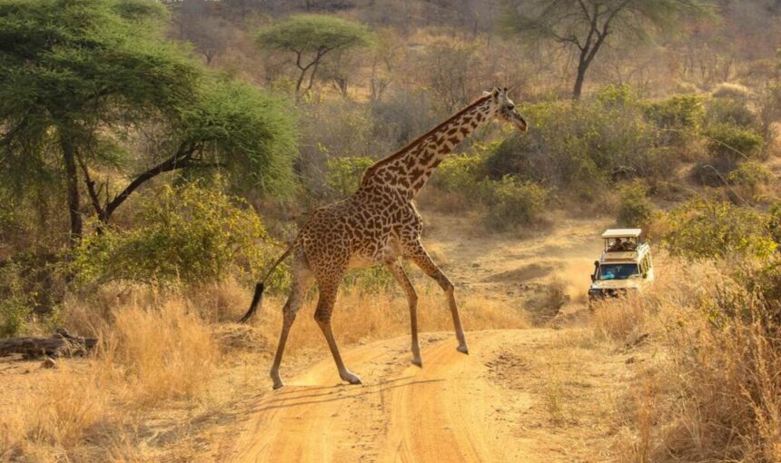 Safaris au Kenya – Masai Mara, Amboseli, Tsavo & Samburu : Aventures Inoubliables