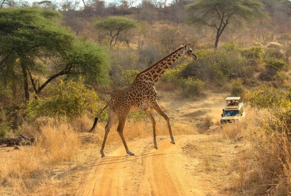 Safaris au Kenya