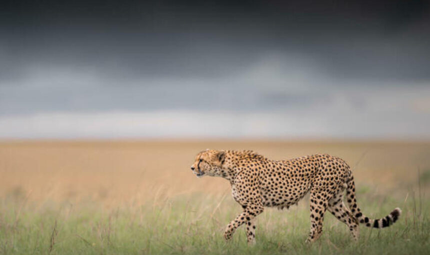 Escapades urbaines et safaris d’exception en Afrique de l’Est : Explorez Nairobi, Arusha, Mombasa et au-delà avec Tour Afrique Orientale