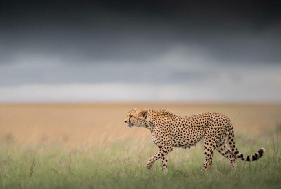 Escapades urbaines et safaris d’exception en Afrique de l’Est : Explorez Nairobi, Arusha, Mombasa et au-delà avec Tour Afrique Orientale
