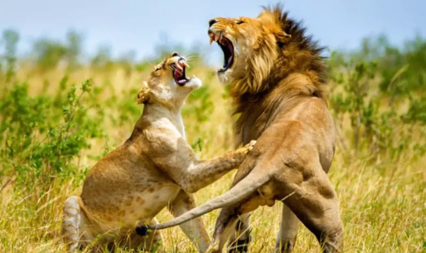 Voyager Seule en Afrique de l’Est : Sécurité et Conseils pour une Aventure Inoubliable