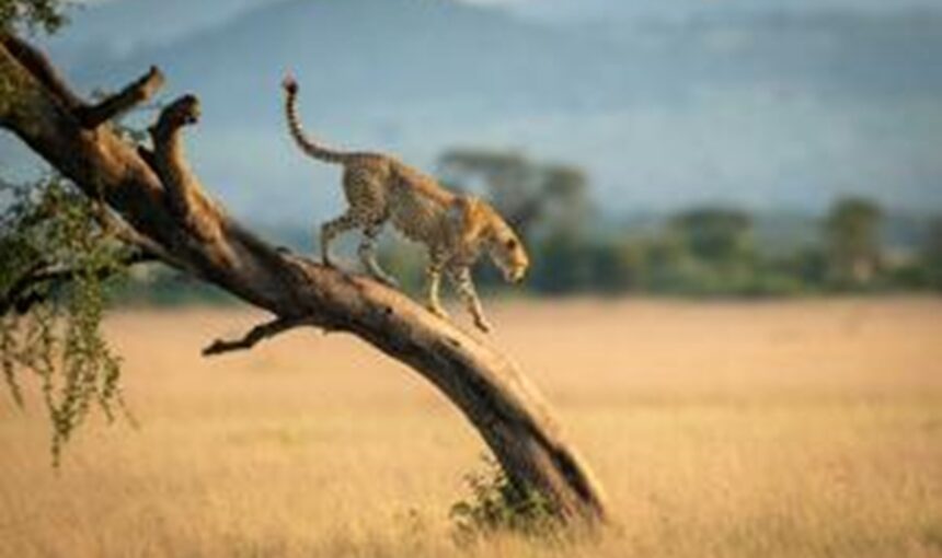 🇰🇪 Que faire au Kenya : 12 Activités Inoubliables et Magiques à Ne Pas Manquer