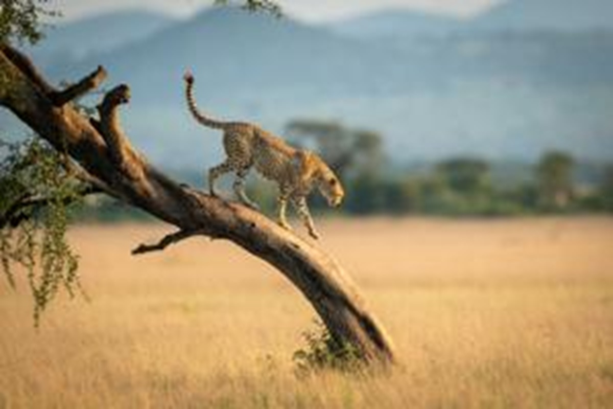 Escapades côtières et safaris en Afrique de l’Est : Plages, nature et aventure avec Tour Afrique Orientale
