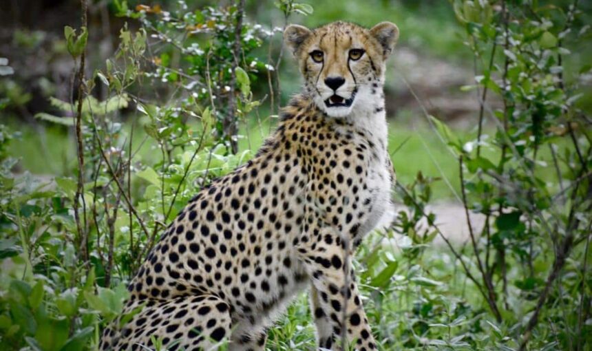 Meilleurs Parcs de Safari pour Observer les Big Five : Où Voir Lions, Léopards et Plus Encore