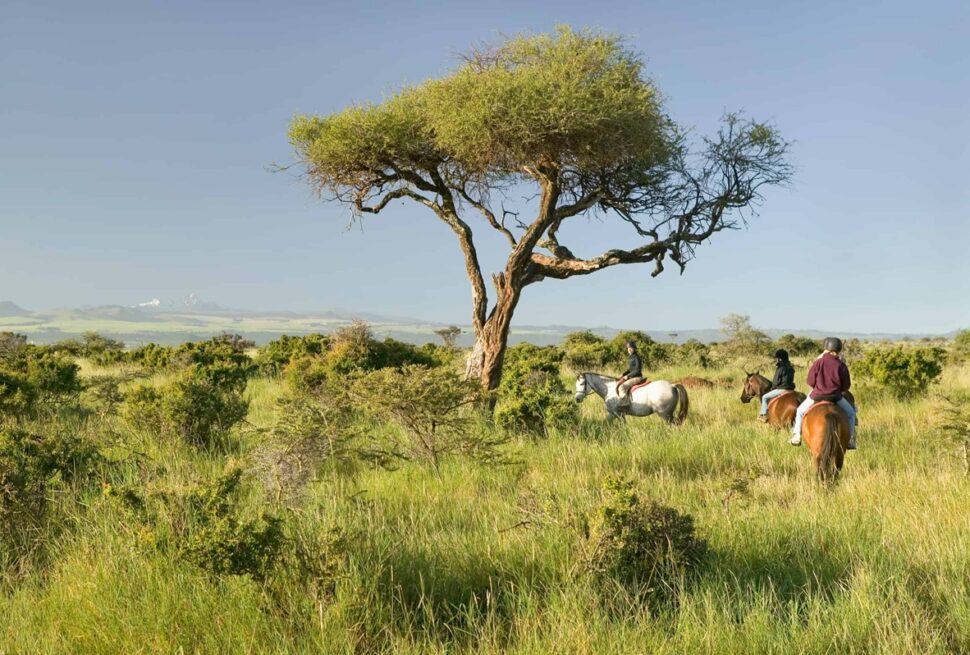Réserve de Lewa : Là où Conservation Rime avec Aventure