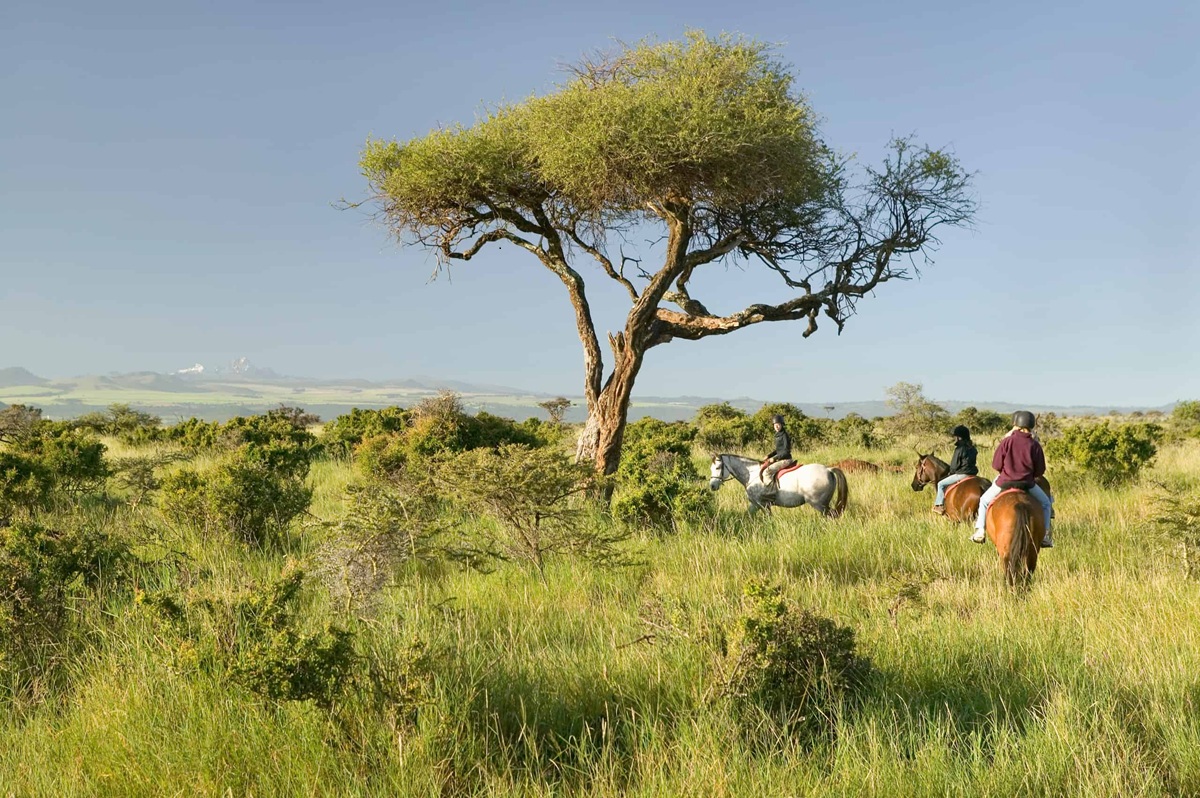 Réserve de Lewa : Là où Conservation Rime avec Aventure