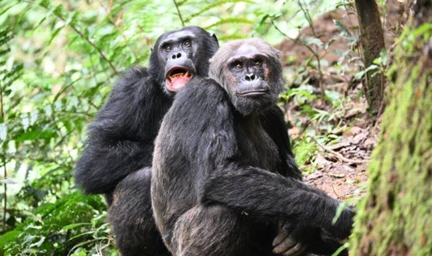 Expéditions Gorilla Trek & volcans en Ouganda-Rwanda : aventure nature ultime avec Tour Afrique Orientale