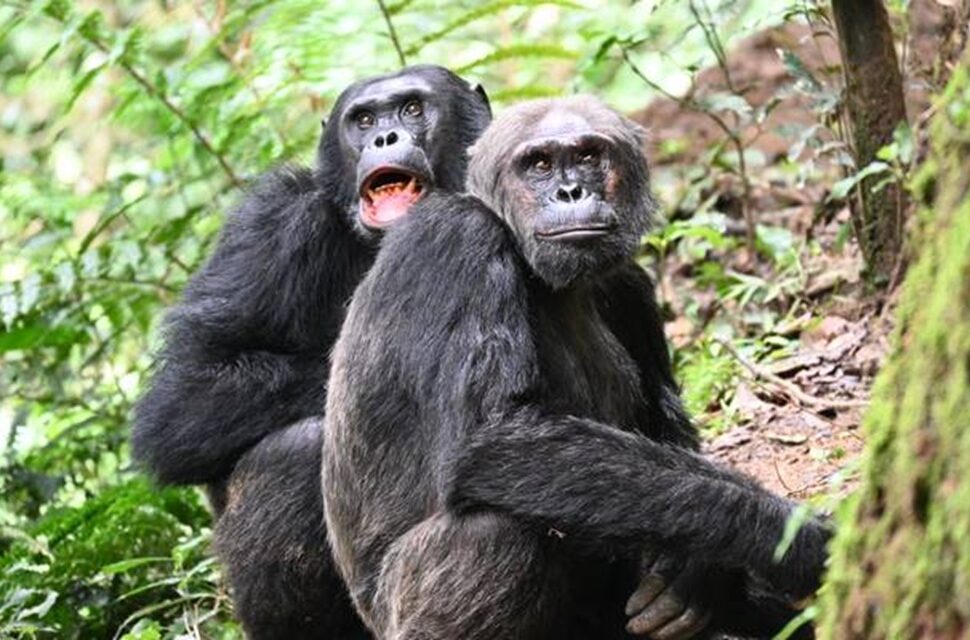 Découvrez nos circuits randonnée gorilles et chimpanzés en Ouganda/Rwanda, combinables avec safaris Kenya/Tanzanie et plages. Une aventure responsable et inoubliable au cœur de la nature africaine.