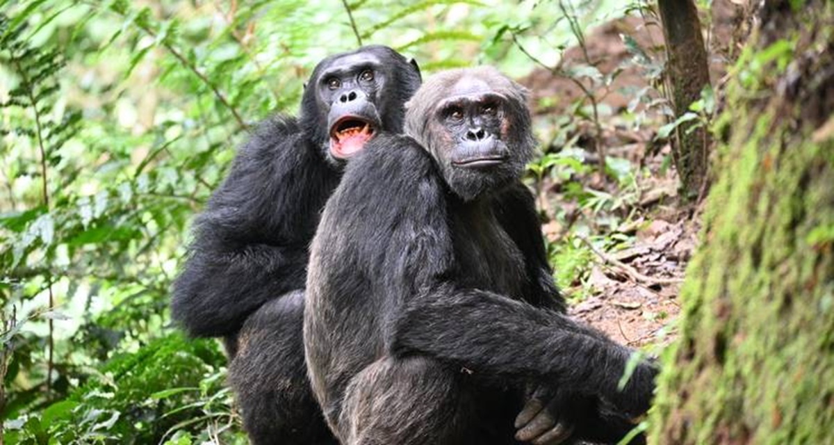 Découvrez nos circuits randonnée gorilles et chimpanzés en Ouganda/Rwanda, combinables avec safaris Kenya/Tanzanie et plages. Une aventure responsable et inoubliable au cœur de la nature africaine.