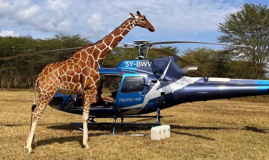 ELEVATE : Le Safari Hélico de Luxe Qui Réinvente le Voyage au Kenya