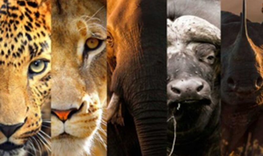 Safaris animaliers en Afrique de l’Est – Big Five, Grande Migration et 4×4 avec Tour Afrique Orientale
