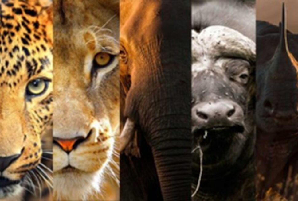 Partez en safari animalier inoubliable avec Tour Afrique Orientale. Explorez le Serengeti, le Maasai Mara, les Big Five et la Grande Migration à travers des circuits 4x4 adaptés à tous les aventuriers.