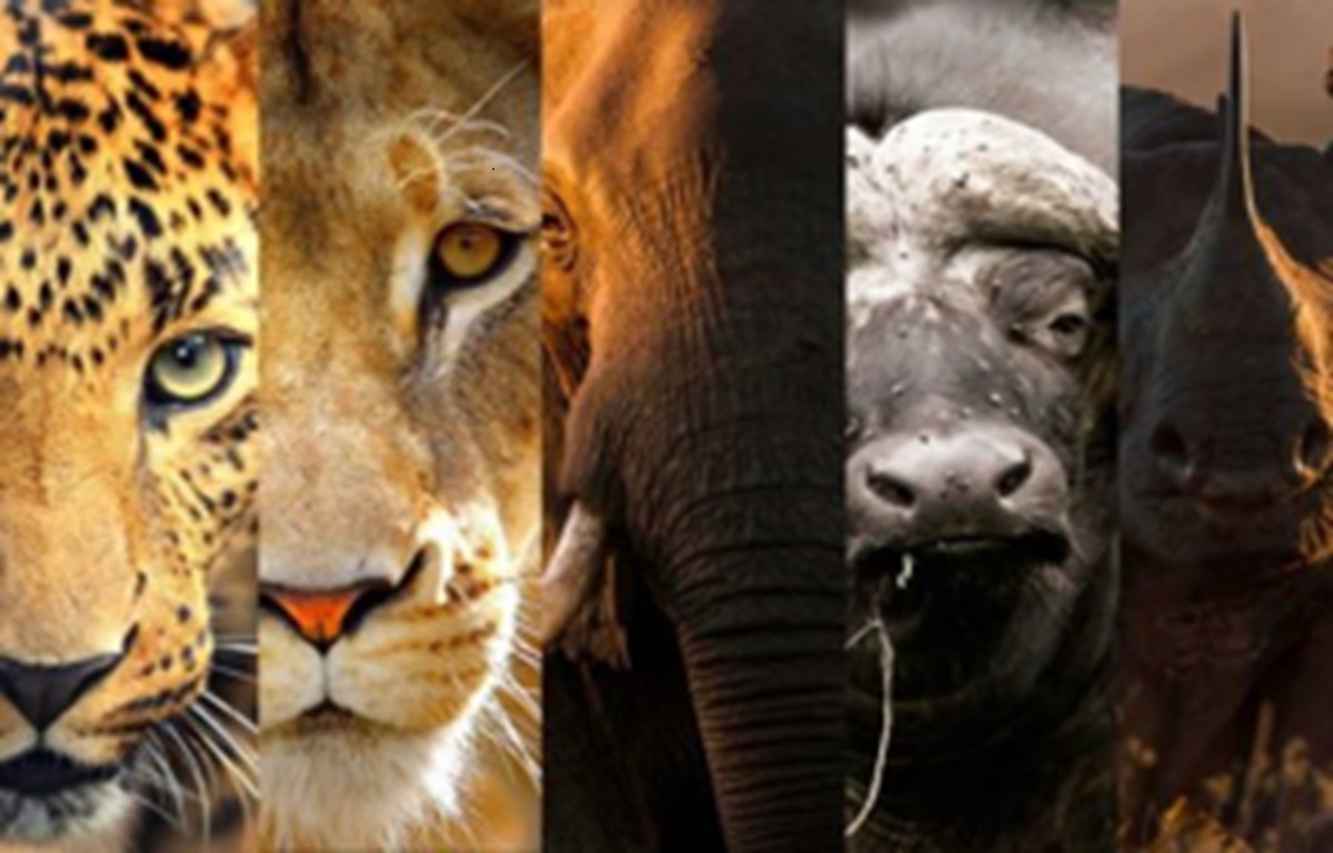 Partez en safari animalier inoubliable avec Tour Afrique Orientale. Explorez le Serengeti, le Maasai Mara, les Big Five et la Grande Migration à travers des circuits 4x4 adaptés à tous les aventuriers.