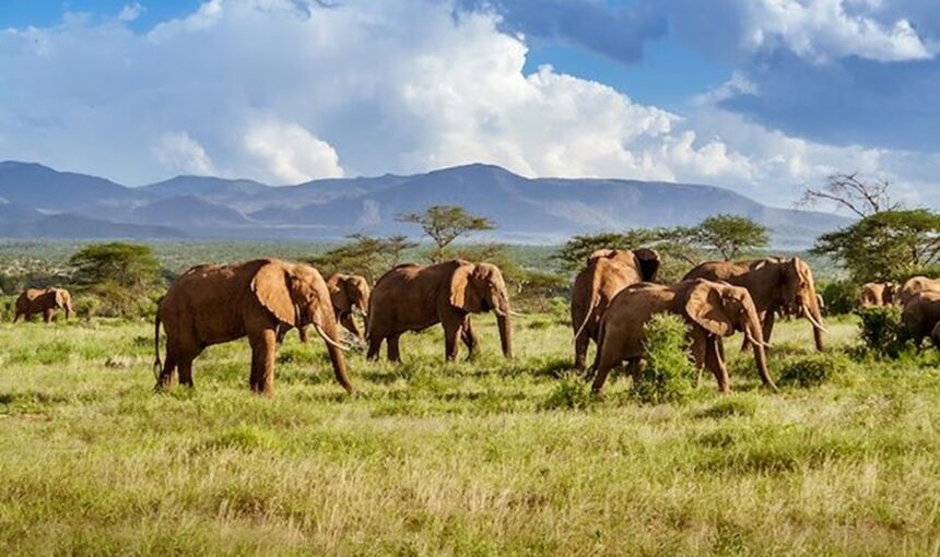 Safaris de 3 à 5 jours en Afrique de l’Est : Aventure Intense et Immersion Naturelle avec Tour Afrique Orientale