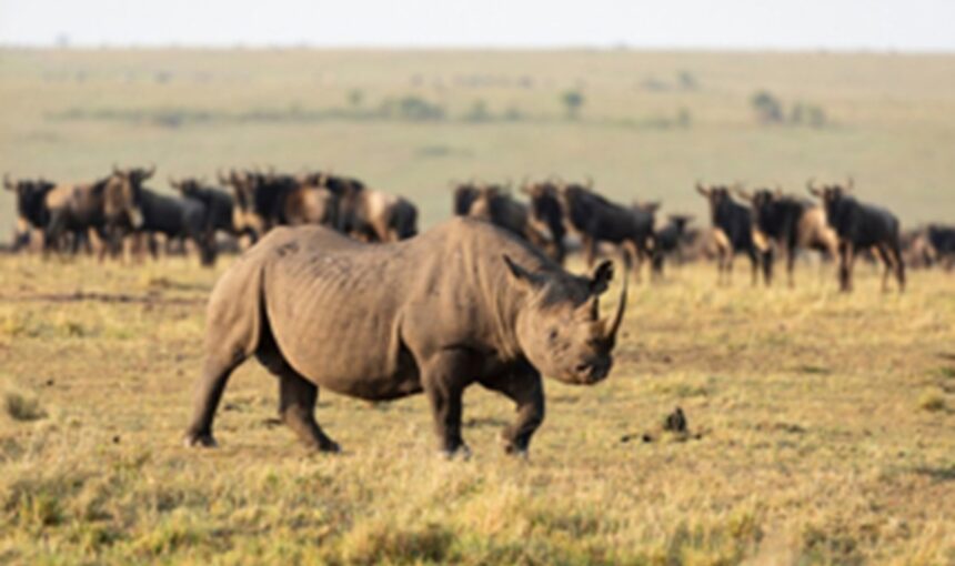 Safaris de Pêche : Pêche et Relâche dans les Lacs du Kenya – Une Aventure Inoubliable