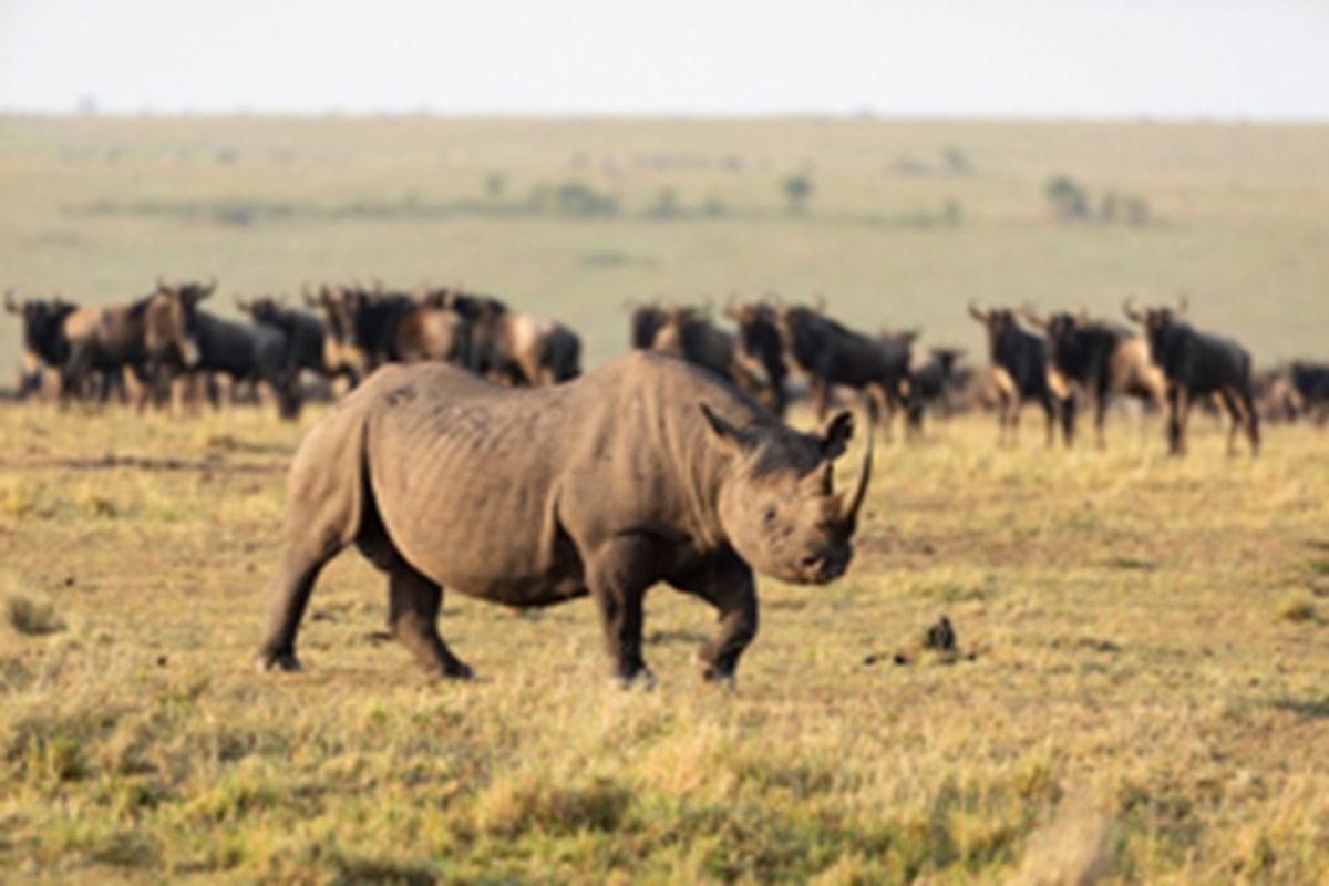 Safaris de Pêche : Pêche et Relâche dans les Lacs du Kenya – Une Aventure Inoubliable