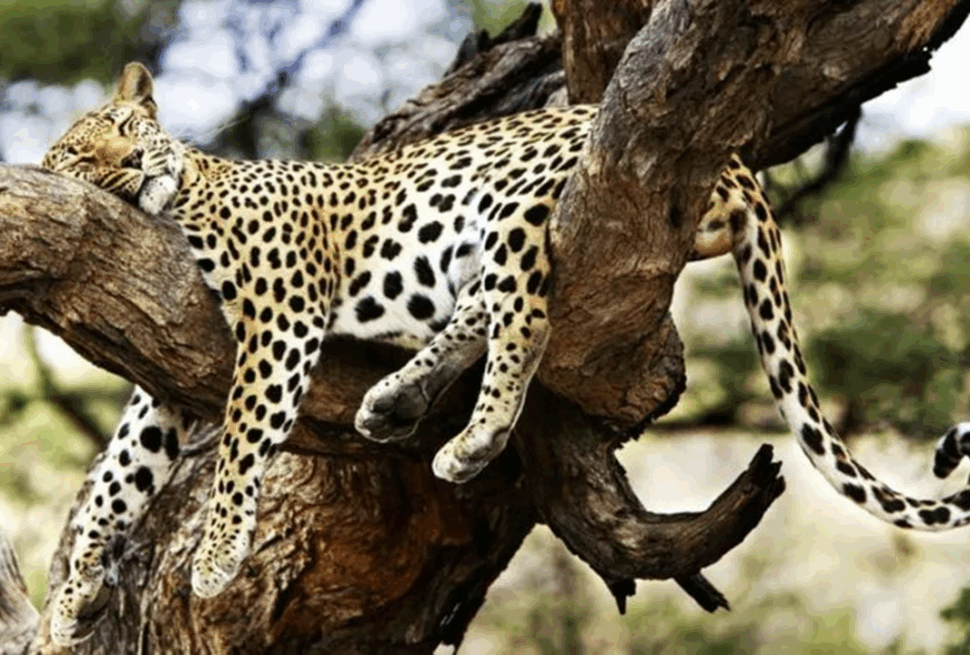 Combinez safari et plage avec nos aventures de 7 à 10 jours en Afrique de l'Est. Explorez le Masai Mara, Serengeti, Tsavo, Zanzibar et plus encore avec Tour Afrique Orientale.
