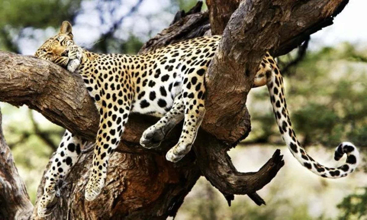 Combinez safari et plage avec nos aventures de 7 à 10 jours en Afrique de l'Est. Explorez le Masai Mara, Serengeti, Tsavo, Zanzibar et plus encore avec Tour Afrique Orientale.
