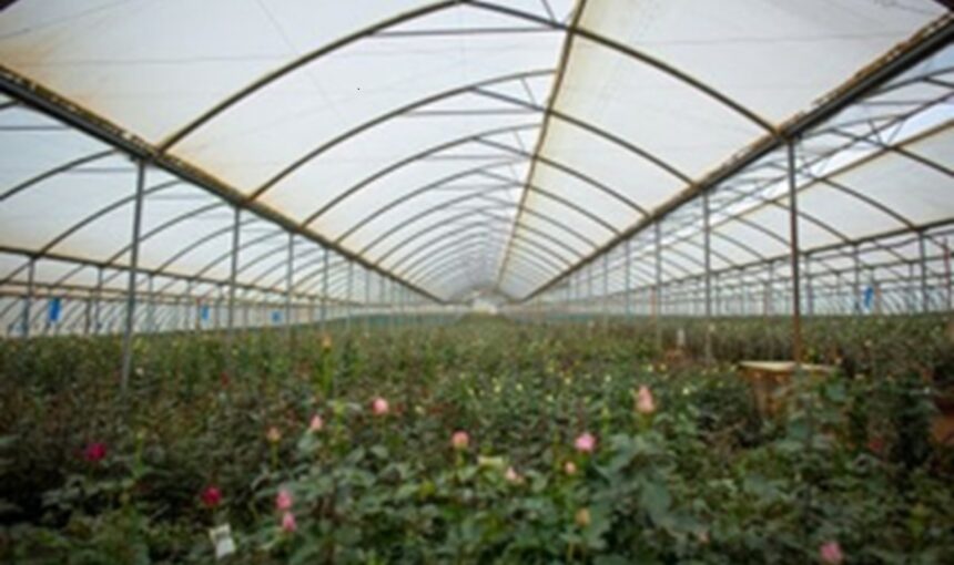 Découvrez les Fermes de Fleurs de Naivasha : Fraîcheur et Beauté au Cœur du Kenya