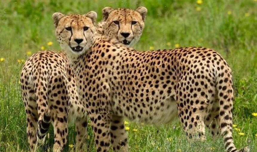 Circuits Culturels en Afrique de l’Est – Plongez au cÅ“ur des traditions authentiques avec Tour Afrique Orientale