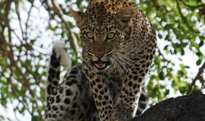 Quels animaux verrez-vous lors d’un safari en Afrique de l’Est ? Un guide de la faune