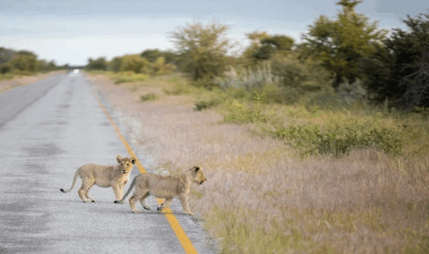 Safaris en Basse Saison : Pourquoi Vous Devriez Voyager pendant la Saison Verte