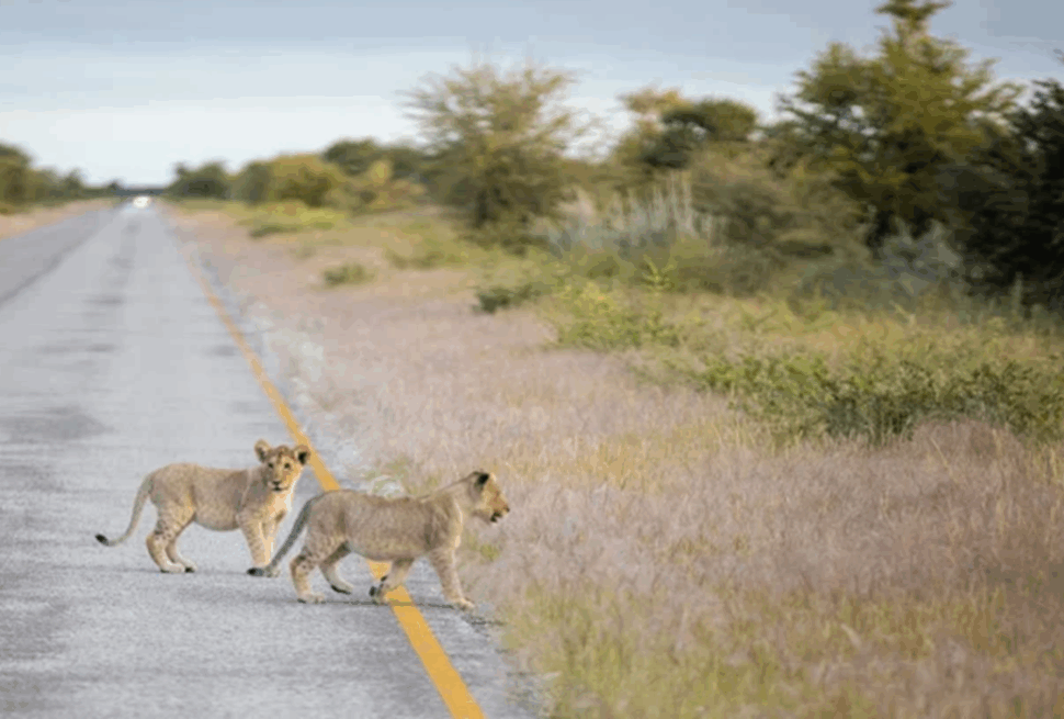 Safaris en Basse Saison : Pourquoi Vous Devriez Voyager pendant la Saison Verte