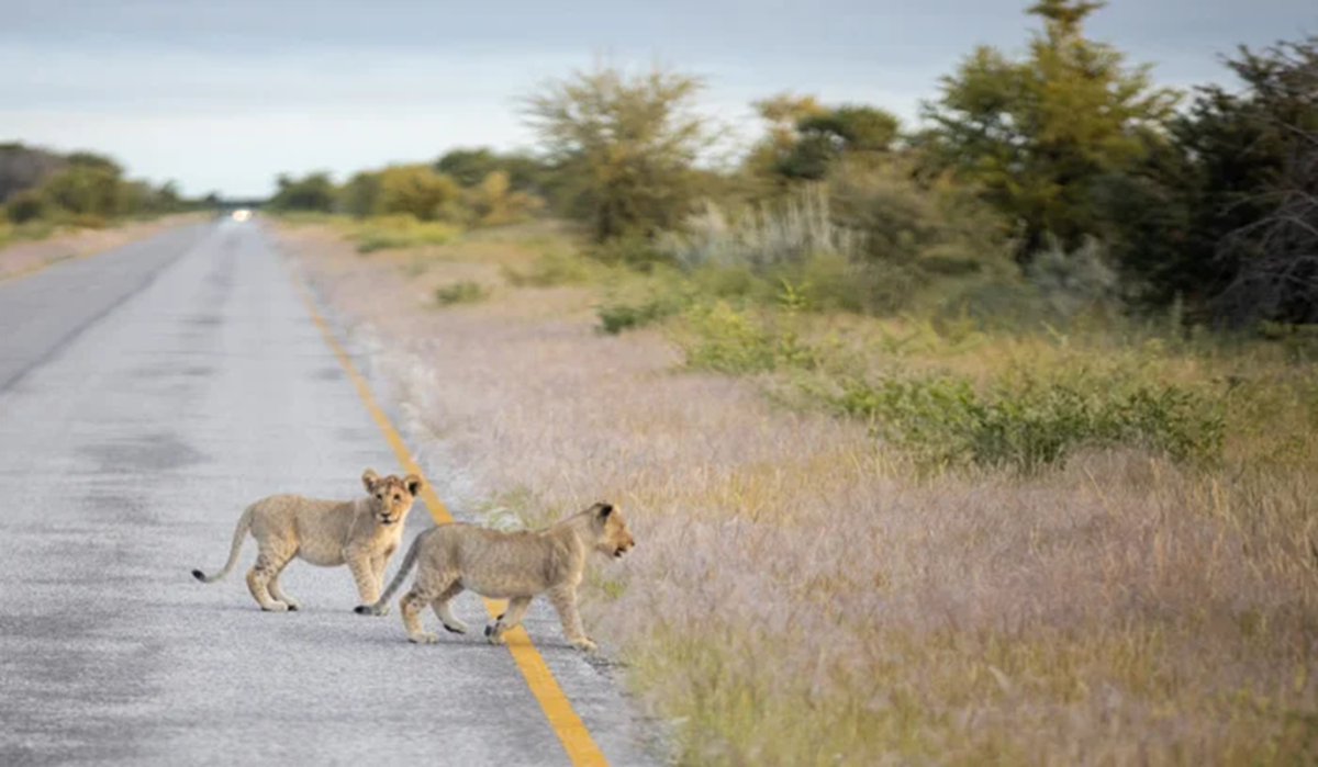 Safaris en Basse Saison : Pourquoi Vous Devriez Voyager pendant la Saison Verte