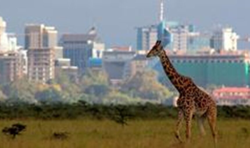 Nairobi National Park : Safari Sauvage aux Portes de la Ville