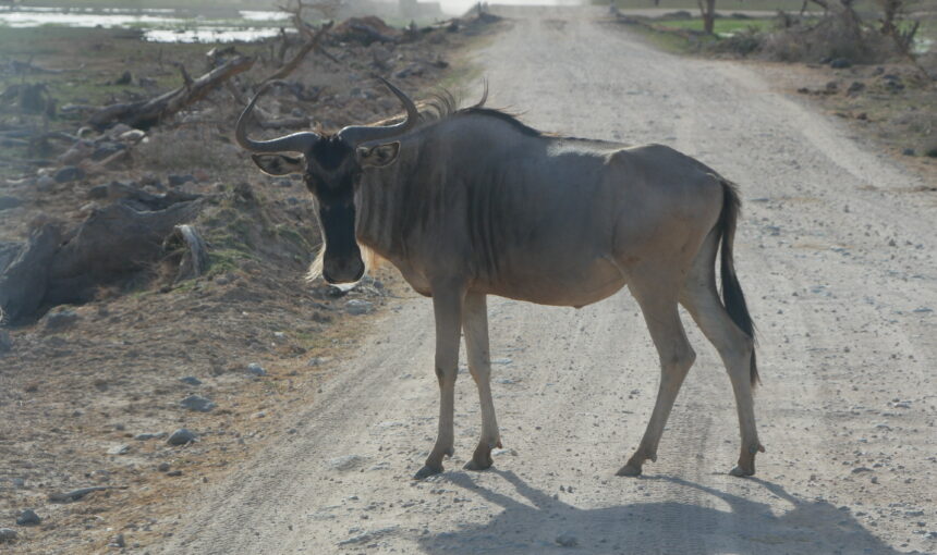Escapades Balnéaires Abordables en Afrique de l’Est – Explorez le Paradis à Petit Budget
