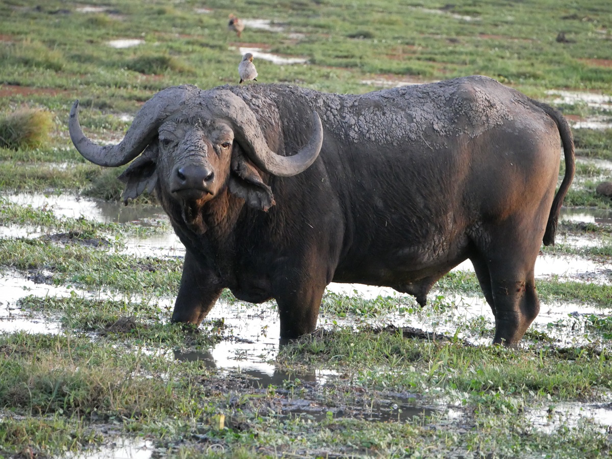 Destinations incontournables en Afrique pour des aventures inoubliables