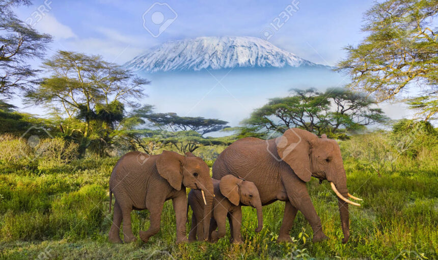 Parc National d’Amboseli : Éléphants et Vue sur le Kilimandjaro