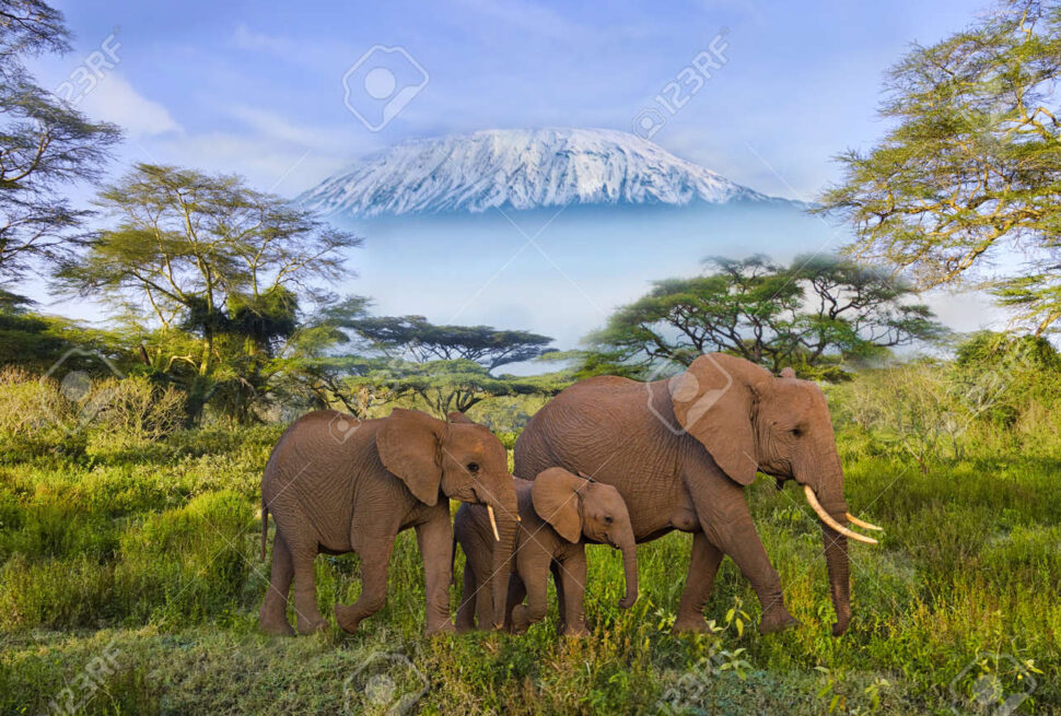 Parc National d’Amboseli : Éléphants et Vue sur le Kilimandjaro