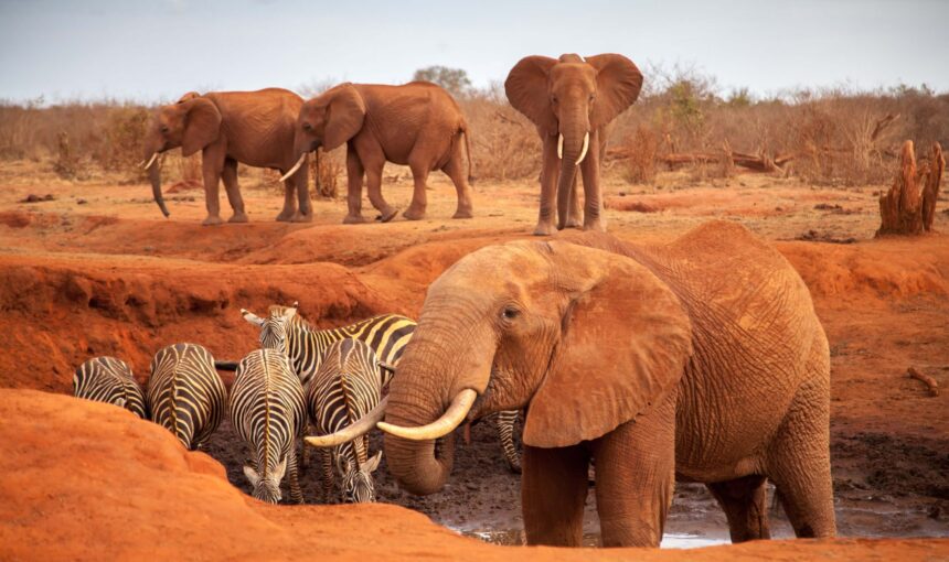 Parc National de Tsavo : La Terre de Lave et de Lions