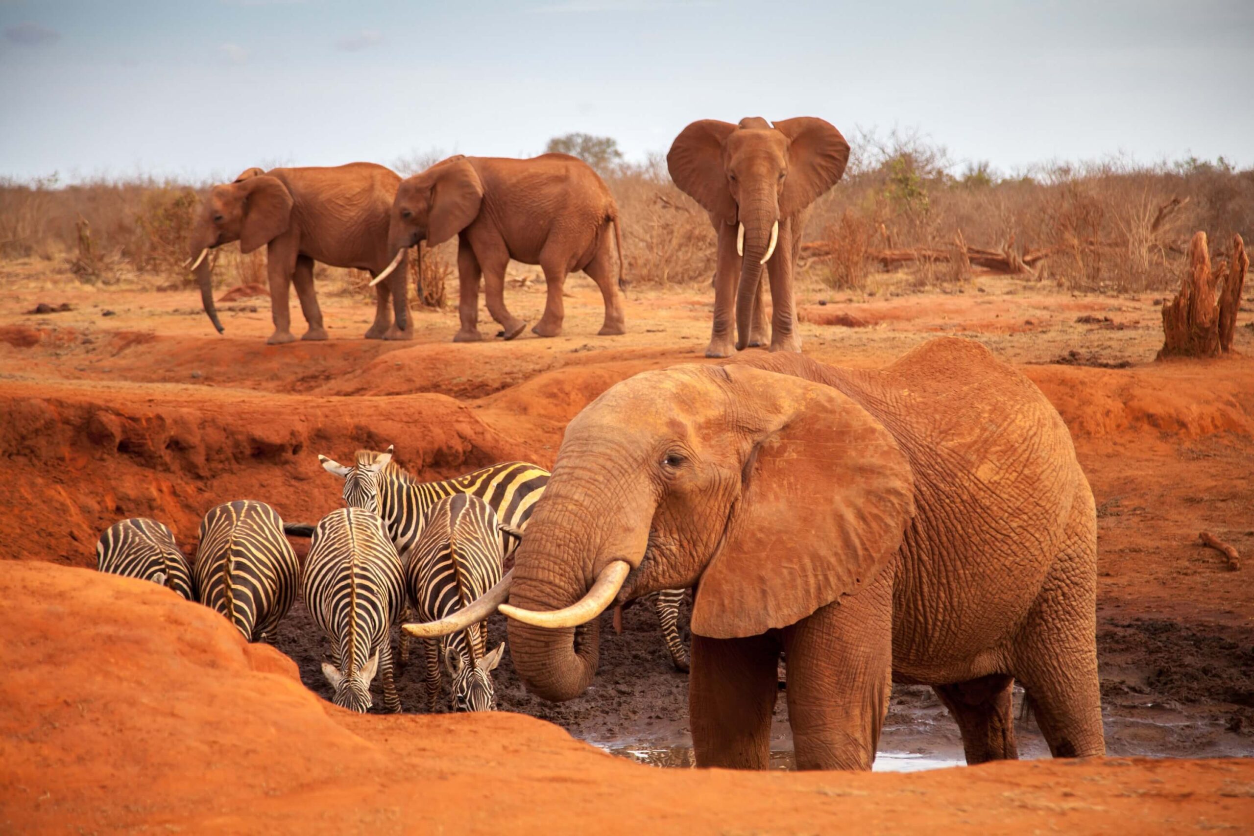 Parc National de Tsavo : La Terre de Lave et de Lions