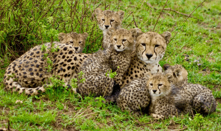 Circuits d’Aventure en Afrique de l’Est : Safaris, Plages et Activités Inoubliables avec Tour Afrique Orientale