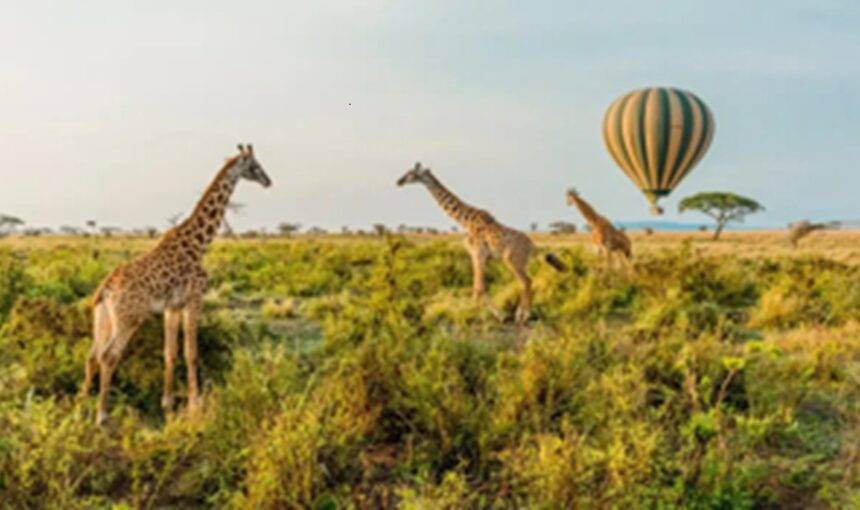 Safari Kenya-Tanzanie : Circuit Transfrontalier Inoubliable avec Tour Afrique Orientale