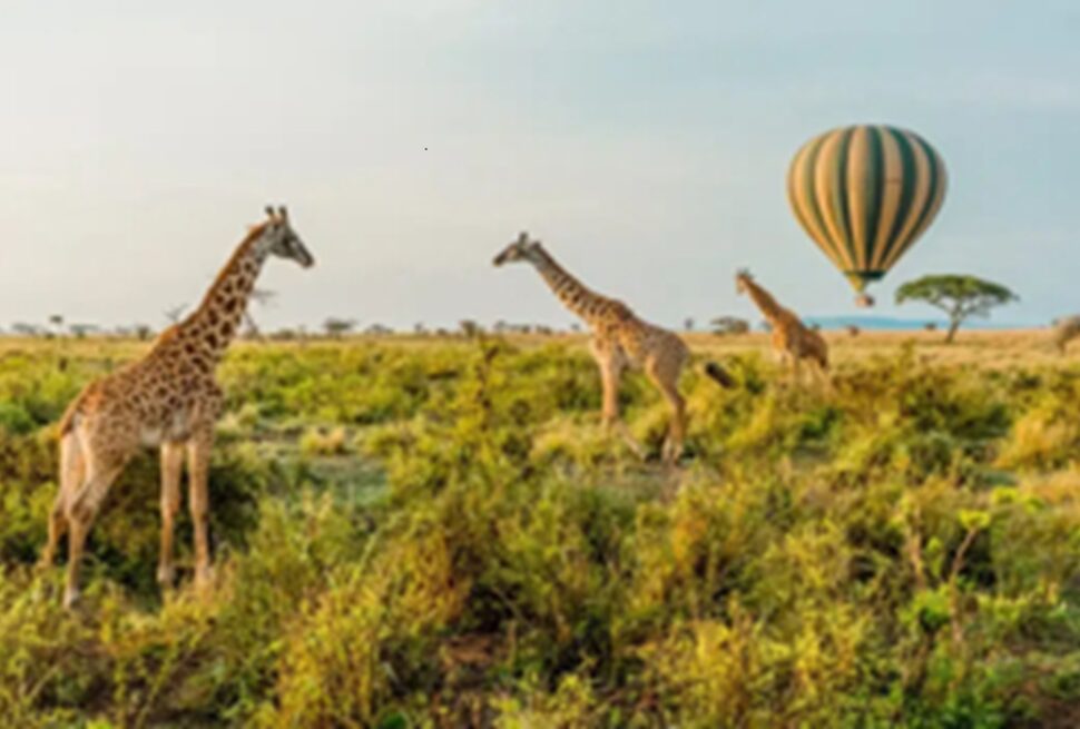 Safari Kenya-Tanzanie : Circuit Transfrontalier Inoubliable avec Tour Afrique Orientale