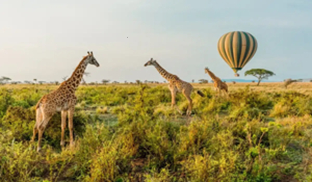 Safari Kenya-Tanzanie : Circuit Transfrontalier Inoubliable avec Tour Afrique Orientale