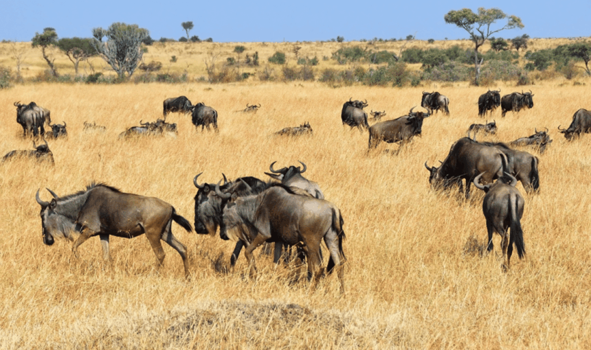 Meilleure Période pour Voir la Traversée des Gnous de la Rivière Mara : Guide Complet