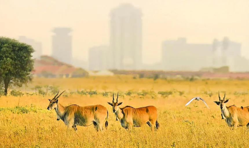 Safaris à pied en Afrique de l’Est : des aventures inoubliables avec Tour Afrique Orientale