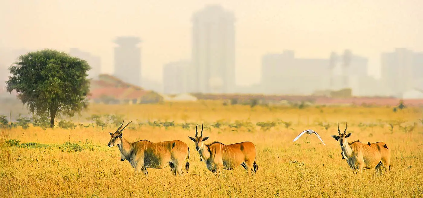 Safaris à pied en Afrique de l’Est : des aventures inoubliables avec Tour Afrique Orientale